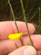 Cytisus striatus