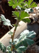 Ribes amarum