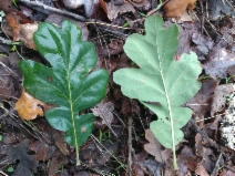 Quercus garryana var. garryana