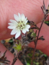 Hemizonia congesta ssp. calyculata