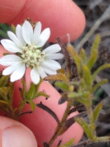 Hemizonia congesta ssp. calyculata