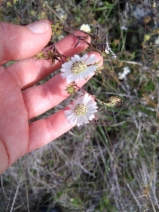 Hemizonia congesta ssp. calyculata