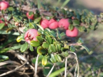 Cotoneaster integrifolius