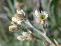 Pseudognaphalium beneolens