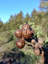 Hesperocyparis sargentii