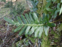 Polypodium scouleri