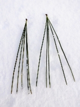 Pinus lambertiana