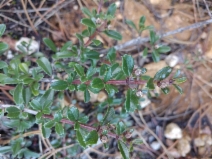 Ceanothus gloriosus var. porrectus