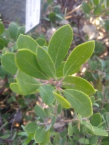 Arctostaphylos franciscana