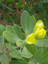 Arctostaphylos franciscana
