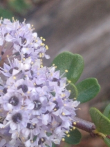 Ceanothus cuneatus var. fascicularis