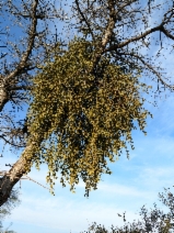 Phoradendron leucarpum ssp. tomentosum