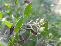 Arctostaphylos manzanita