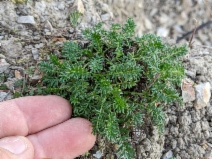 Acaena pinnatifida var. californica