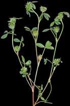 Trifolium retusum