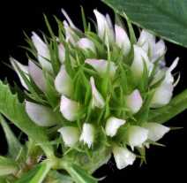 Trifolium retusum