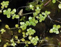Callitriche stagnalis