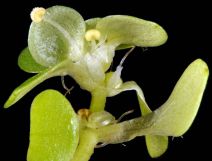 Callitriche stagnalis
