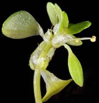 Callitriche stagnalis