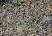 Centaurea virgata ssp. squarrosa