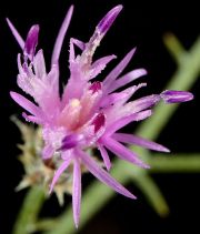 Centaurea virgata ssp. squarrosa
