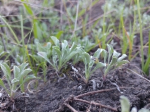 Hesperevax sparsiflora var. sparsiflora