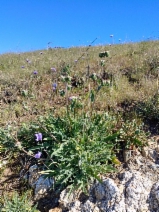 Phacelia imbricata ssp. imbricata