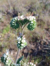Phacelia imbricata ssp. imbricata