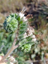 Phacelia imbricata ssp. imbricata
