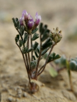 Astragalus didymocarpus