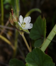 California macrophylla