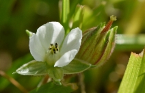 California macrophylla