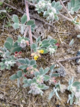 Acmispon heermannii var. orbicularis