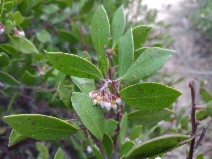 Arctostaphylos hookeri ssp. hookeri