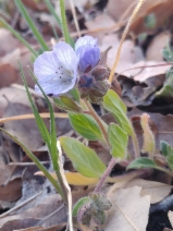 Phacelia divaricata