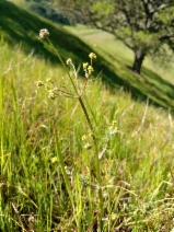 Sanicula bipinnata