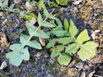 Sisymbrium officinale