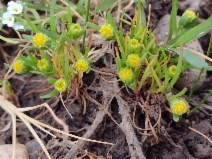 Lasthenia glaberrima