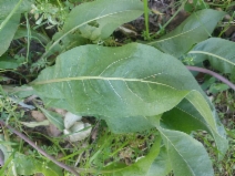 Wyethia glabra