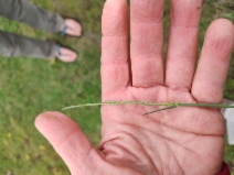Glyceria declinata