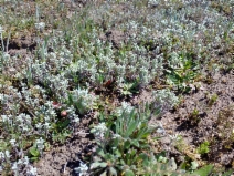 Hesperevax sparsiflora
