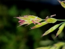 Festuca californica