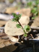 Pogogyne serpylloides
