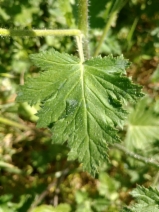 Phacelia malvifolia