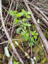 Maytenus boaria
