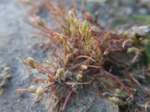 Juncus bufonius var. congestus