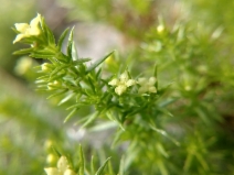 Galium andrewsii ssp. intermedium