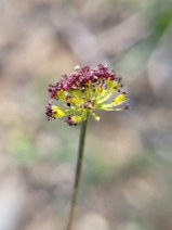 Lomatium marginatum