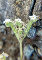 Cryptantha hispidula