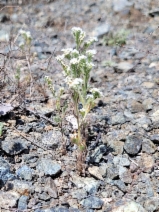 Cryptantha hispidula